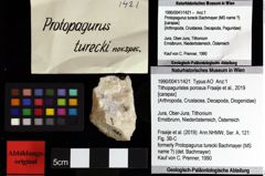 Foto (Objket + Etiketten) von Munitheites kuepperi (Fraaije et al., 2019) 